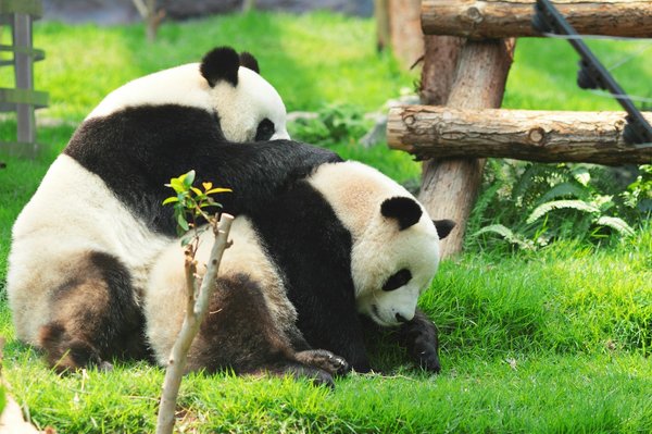 Quels sont les meilleurs spots pour observer les pandas géants en Chine?